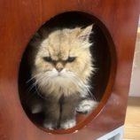 8月24日の瑞穂店に参加するまたたび家の保護猫04