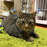 8月24日の瑞穂店に参加するまたたび家の保護猫05