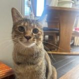 8月24日の瑞穂店に参加するまたたび家の保護猫06