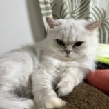 8月24日の瑞穂店に参加するまたたび家の保護猫07