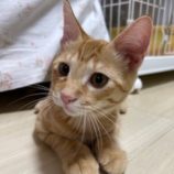 8月24日の瑞穂店に参加するまたたび家の保護猫08