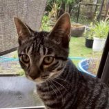 8月17日の新田店に参加する猫びよりの保護猫01