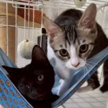 8月17日の新田店に参加する猫びよりの保護猫02