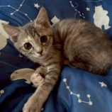 8月17日の新田店に参加する猫びよりの保護猫03