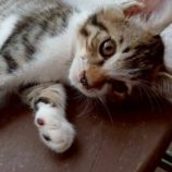 8月17日の新田店に参加する猫びよりの保護猫04