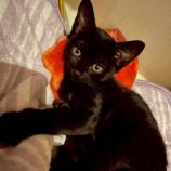 8月17日の新田店に参加する猫びよりの保護猫06