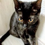 8月17日の新田店に参加する猫びよりの保護猫07