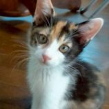 8月17日の新田店に参加する猫びよりの保護猫08