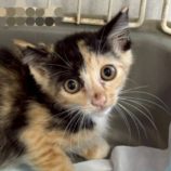 8月17日の新田店に参加する猫びよりの保護猫10