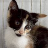 8月17日の新田店に参加する猫びよりの保護猫11