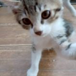 8月17日の新田店に参加する猫びよりの保護猫12