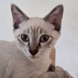 8月17日の新田店に参加する猫びよりの保護猫13