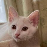 8月17日の新田店に参加する猫びよりの保護猫14