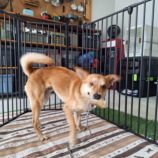 8月24日の新田店に参加する命こそ宝の保護犬01