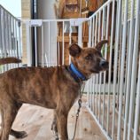 8月24日の新田店に参加する命こそ宝の保護犬03