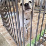 8月24日の新田店に参加する命こそ宝の保護犬04