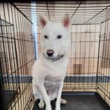 8月24日の新田店に参加する命こそ宝の保護犬05