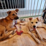 8月24日の新田店に参加する命こそ宝の保護犬06