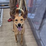 8月24日の新田店に参加する命こそ宝の保護犬07