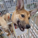 8月24日の新田店に参加する命こそ宝の保護犬08