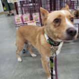 8月24日の新田店に参加する命こそ宝の保護犬09