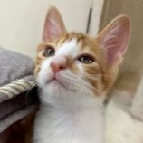 8月16日の八千代店に参加する花ねこ千葉の保護猫01