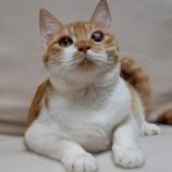 8月16日の八千代店に参加する花ねこ千葉の保護猫02