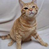 8月16日の八千代店に参加する花ねこ千葉の保護猫03