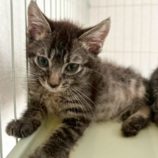 8月16日の八千代店に参加する花ねこ千葉の保護猫04