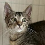 8月16日の八千代店に参加する花ねこ千葉の保護猫05