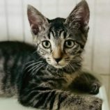 8月16日の八千代店に参加する花ねこ千葉の保護猫06