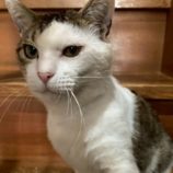 8月16日の八千代店に参加する花ねこ千葉の保護猫07