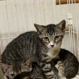 8月16日の八千代店に参加する花ねこ千葉の保護猫08