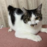 8月16日の八千代店に参加する花ねこ千葉の保護猫10