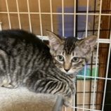 8月16日の八千代店に参加する花ねこ千葉の保護猫11