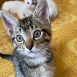 8月16日の八千代店に参加する花ねこ千葉の保護猫12