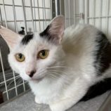 8月16日の八千代店に参加する花ねこ千葉の保護猫13