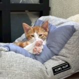 8月16日の八千代店に参加する花ねこ千葉の保護猫14