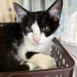 8月16日の八千代店に参加する花ねこ千葉の保護猫15