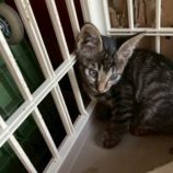 8月16日の八千代店に参加する花ねこ千葉の保護猫16