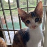 8月16日の八千代店に参加する花ねこ千葉の保護猫17