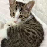 8月16日の八千代店に参加する花ねこ千葉の保護猫18