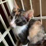 8月16日の八千代店に参加する花ねこ千葉の保護猫20