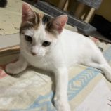 8月17日の千代田店に参加するアニマルフレンドの保護猫01