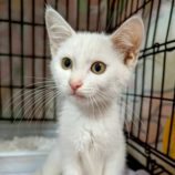 8月17日の千代田店に参加するアニマルフレンドの保護猫02