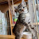 8月17日の千代田店に参加するアニマルフレンドの保護猫03