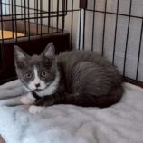 8月17日の千代田店に参加するアニマルフレンドの保護猫04