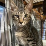 8月17日の千代田店に参加するアニマルフレンドの保護猫05