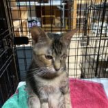 8月17日の千代田店に参加するアニマルフレンドの保護猫06