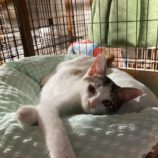 8月17日の千代田店に参加するアニマルフレンドの保護猫07